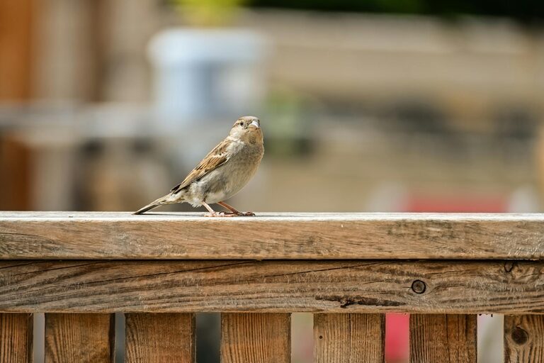 Beginner Tips for Backyard Birdwatching: A Friendly Guide to Getting Started